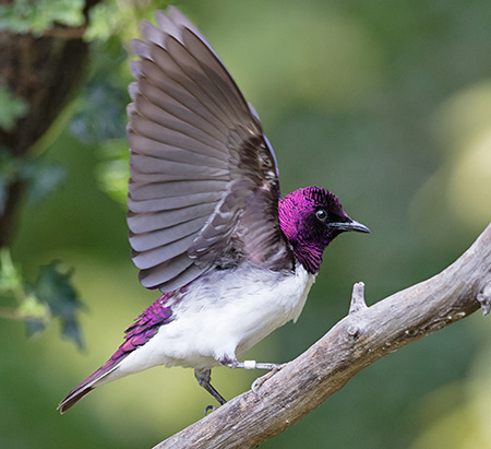 Violet-backed Starling male wing waving